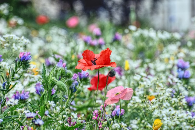 flower meadow, poppy, blossom