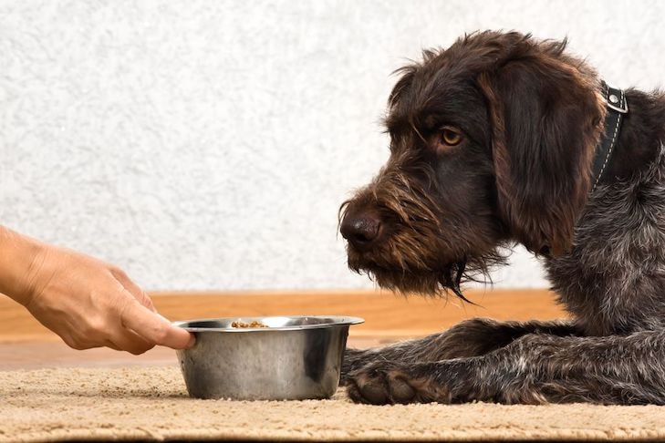 Preventing Dog Food Contamination