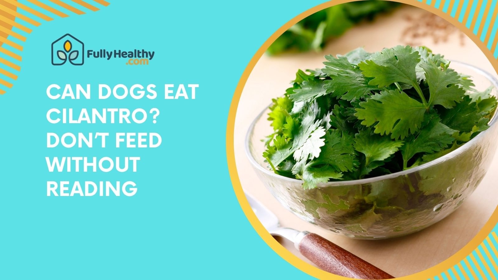 Can Dogs Eat Cilantro? Don’t Feed Without Reading
