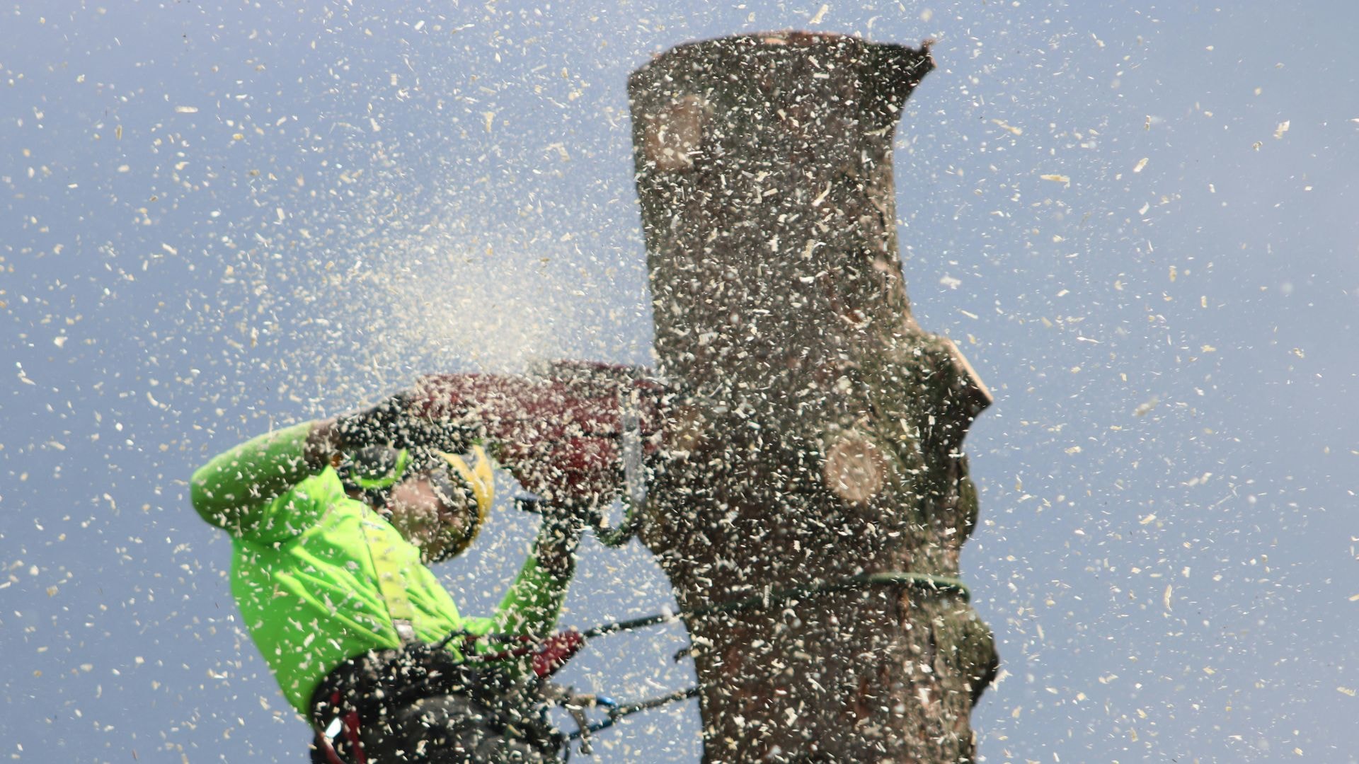 An arborist pruning a tree's branches on a topped tree. 