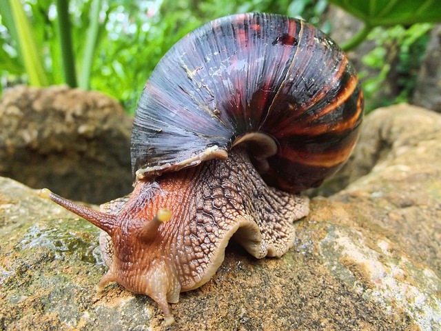 snail, african, south africa