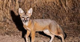 Kitfox