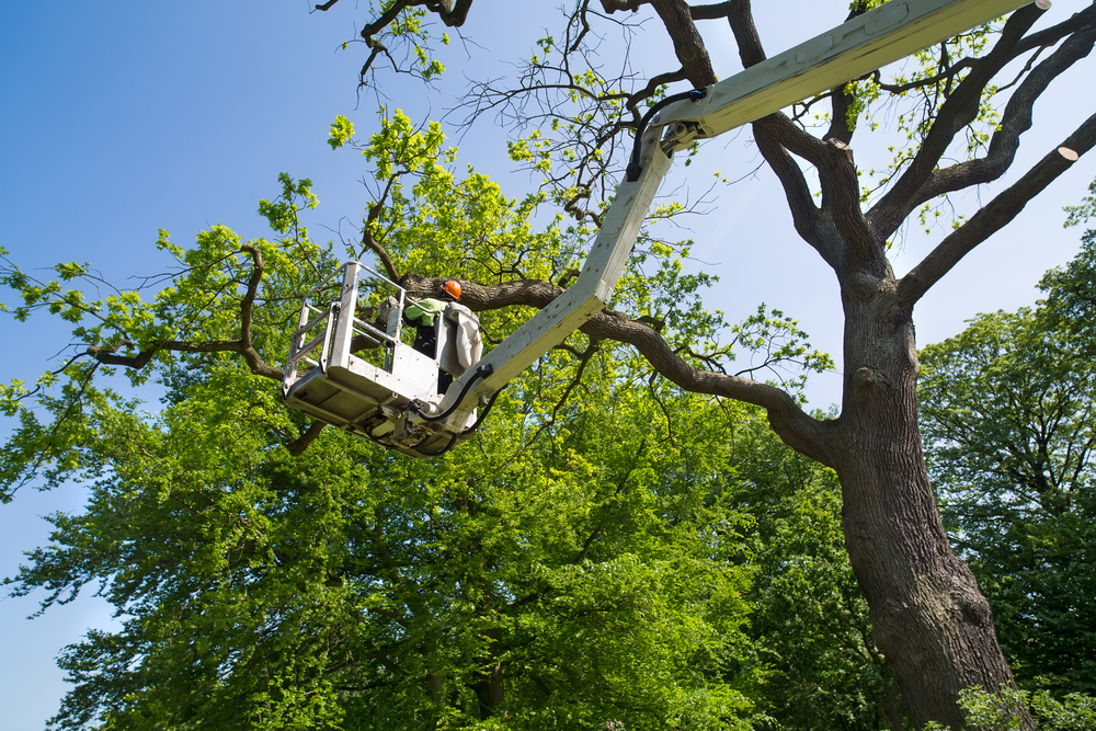 Safer Alternatives to Tree Topping