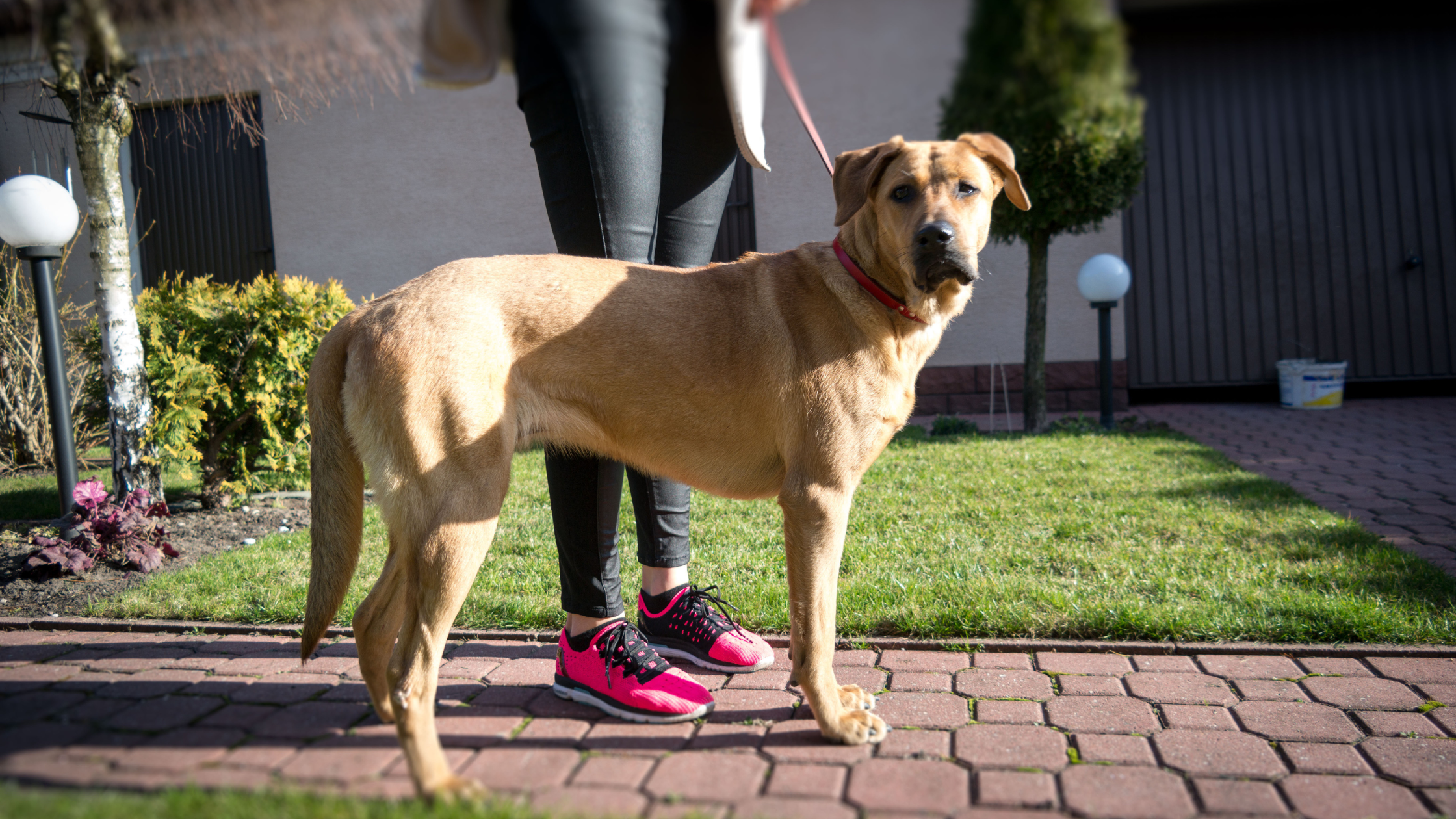 A Ridgeback on a leash ready for a walk
