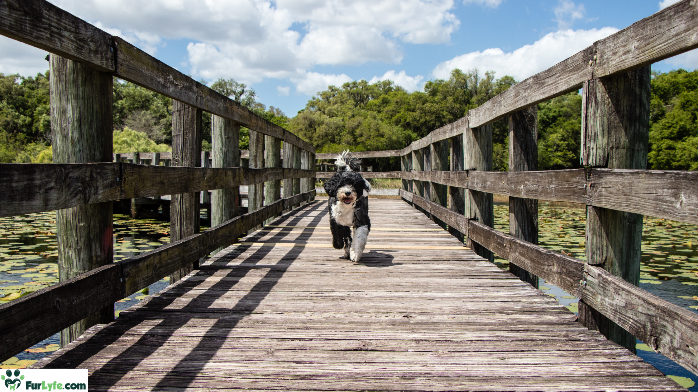 A black and white portie running on a wooden trail