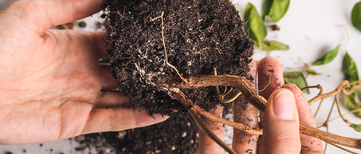 healthy roots left, garden plants, suffering from root rot