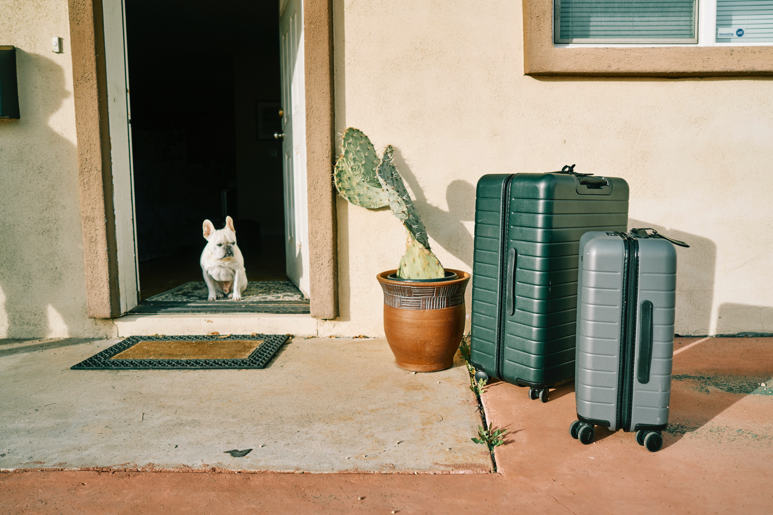 Dog by front door looking at packed suitcases outside. 