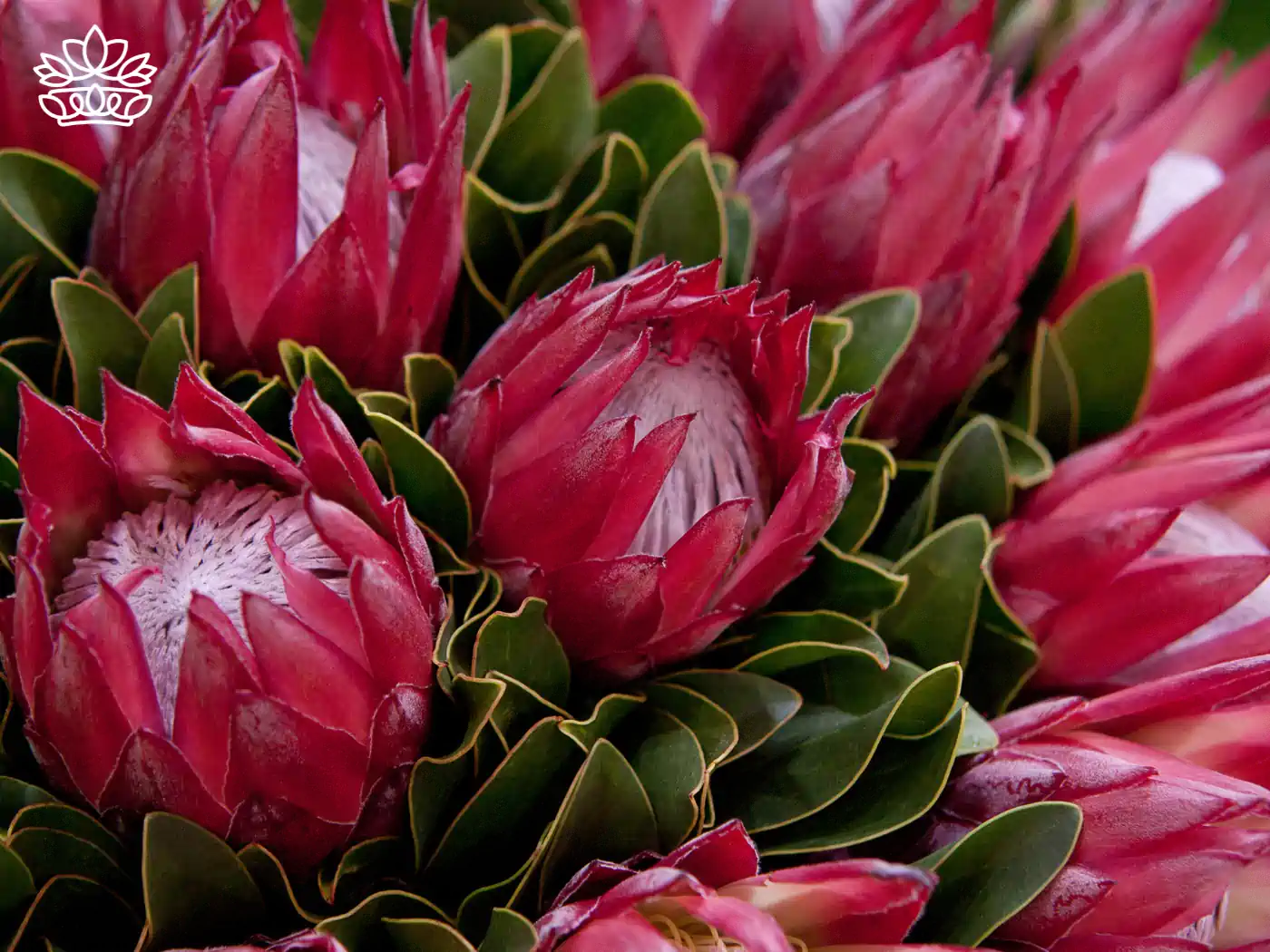 Close-up of vibrant red Protea flowers in full bloom - Fabulous Flowers and Gifts, Proteas Collection