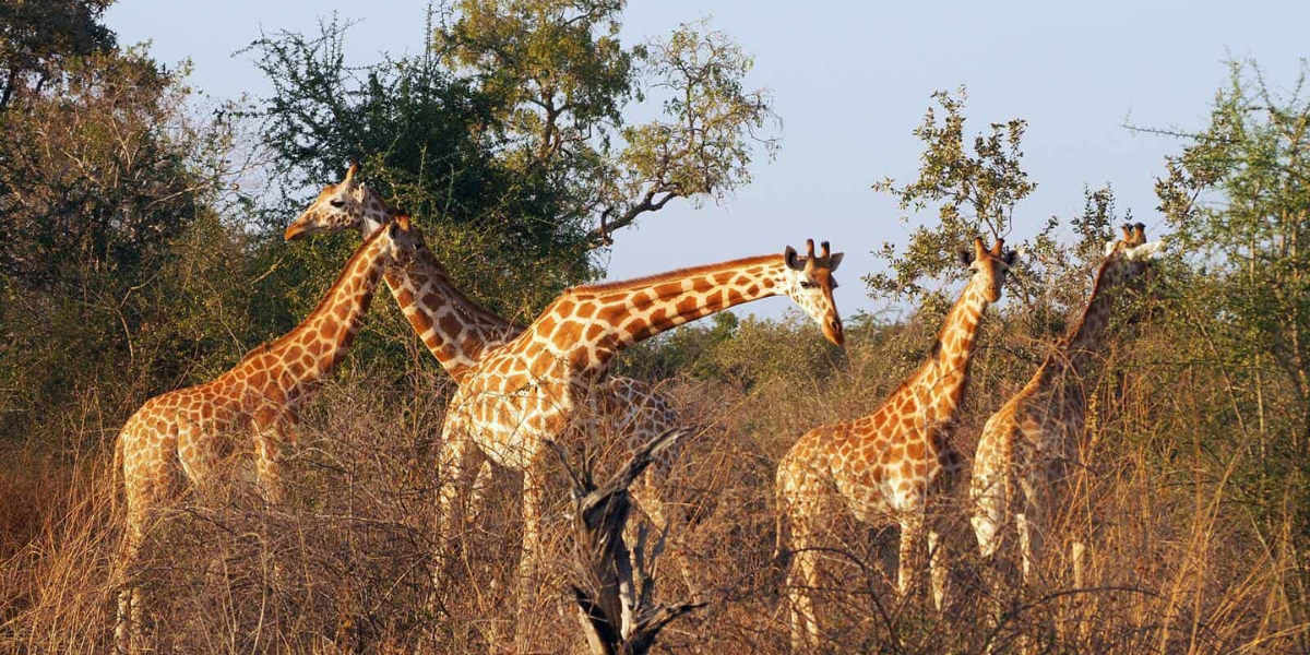 Zakouma National Park