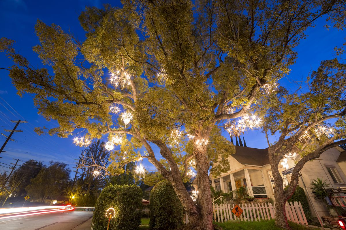 outdoor chandelier hung on tree