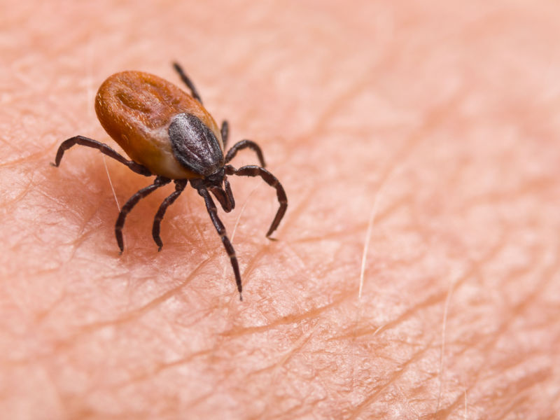 black legged tick