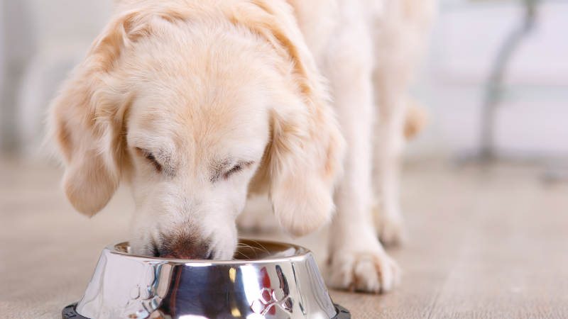 Can Dogs Eat Plums? No—Here's Why