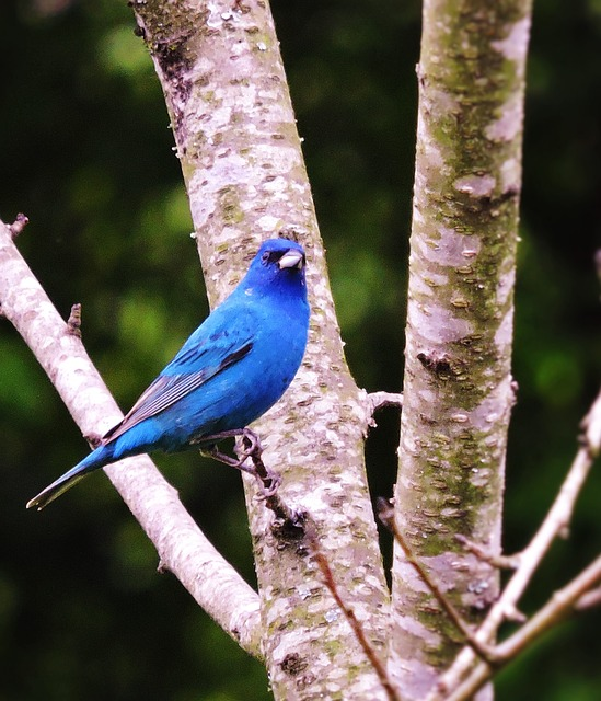 indigo bunting, blue, bird