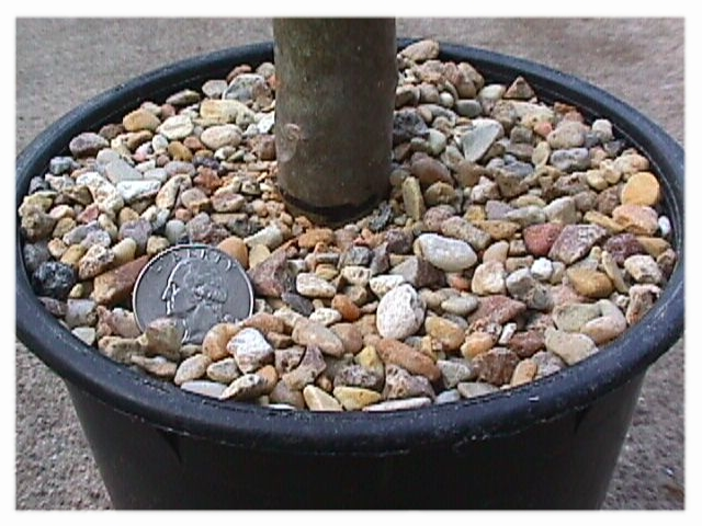 Mulch plumeria cuttings with pea gravel