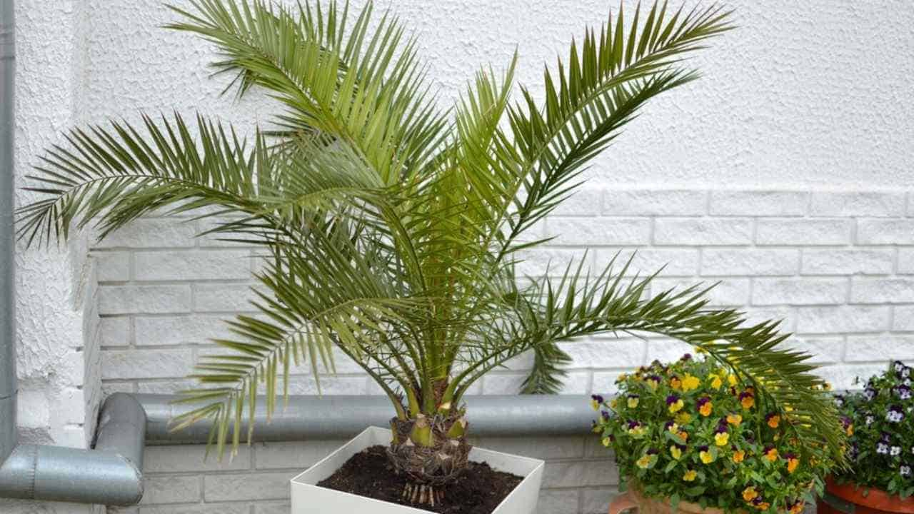 tropical plants, palm tree