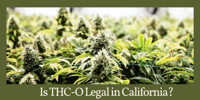 Is THC-O legal in california?