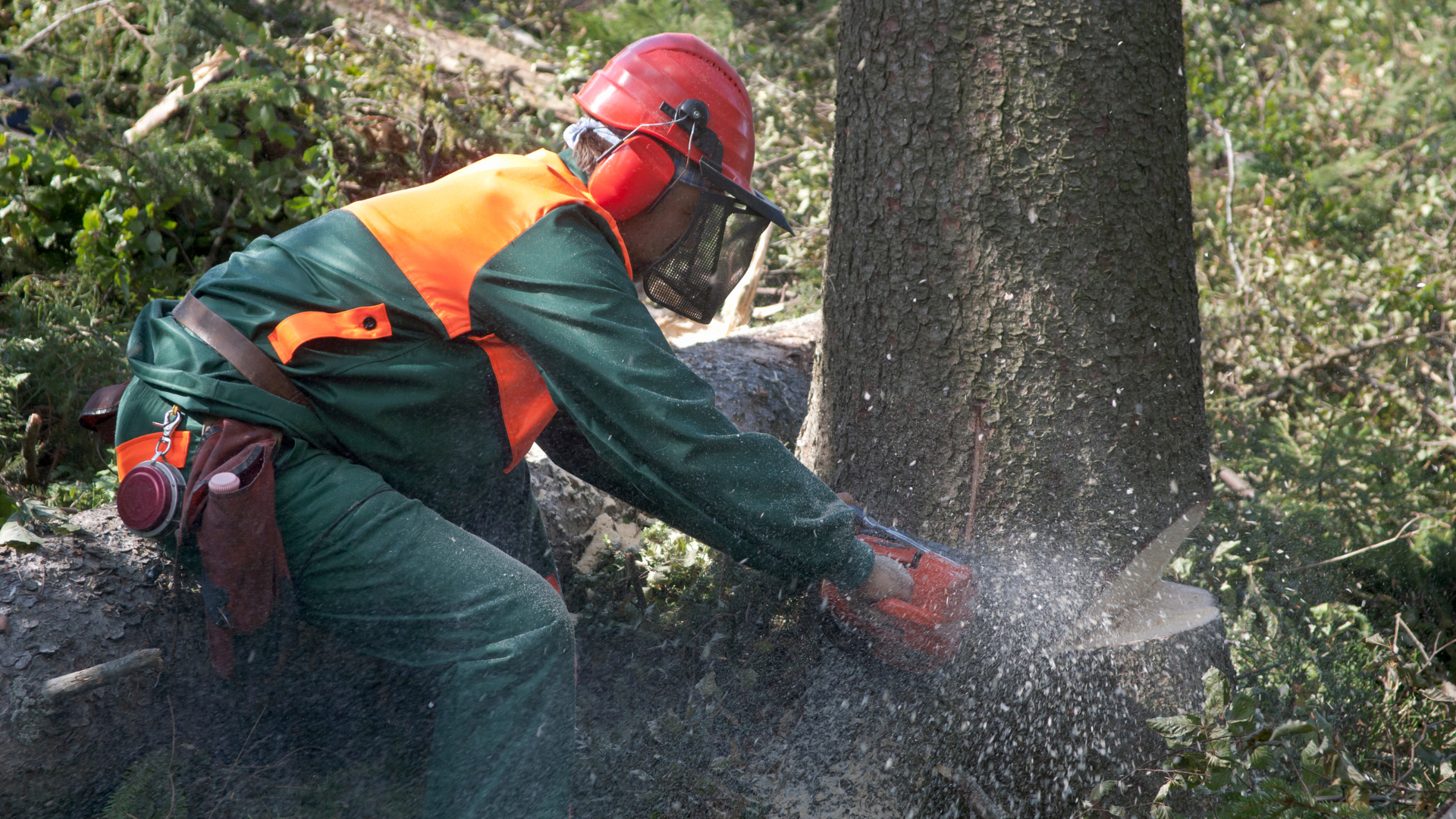 A tree care professional cuts down a standing tree trunk.