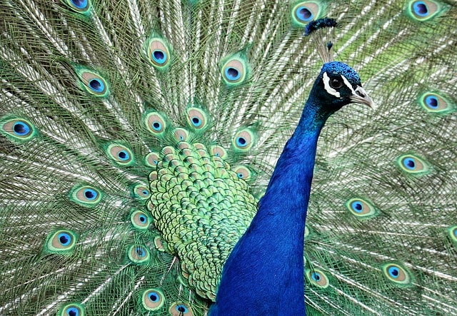 A peacock with it's tail spread out