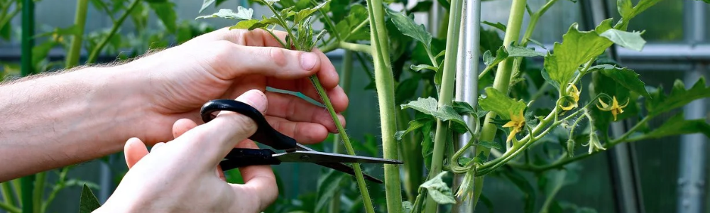 how to grow tomatoes