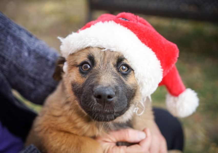 New Puppy Wearing Christmas Hat