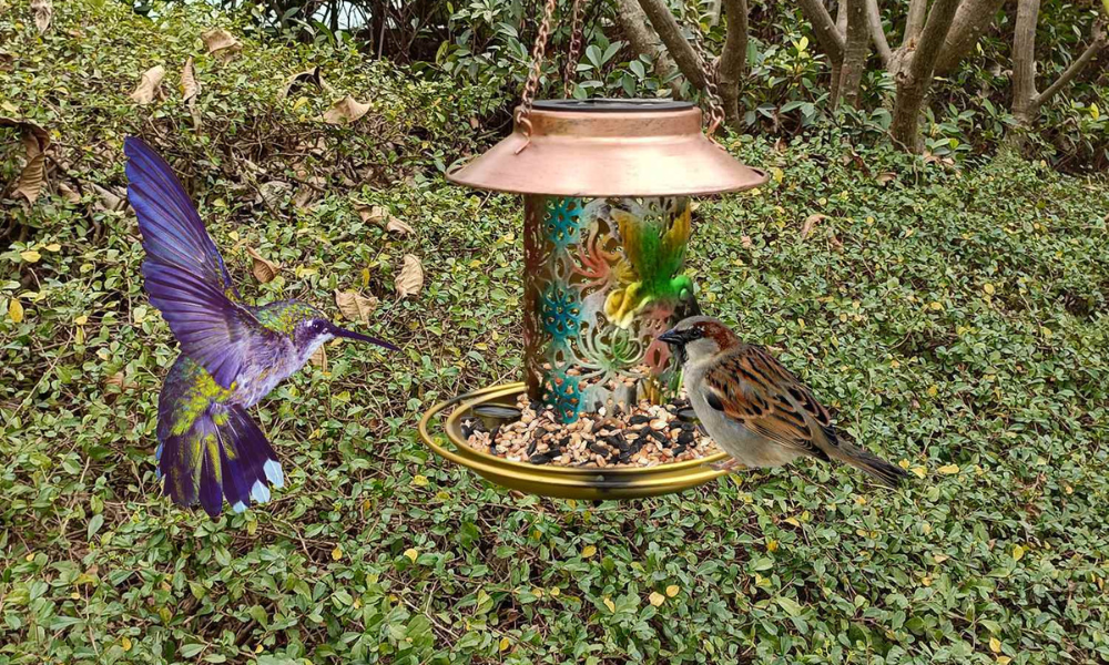 Birds on a Bird Feeder