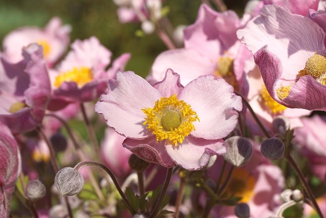 anemone, flower, pink flower, stamens, plants, flora, nature, close up, flower background, autumn anemone, garden plant, garden, pink anemone, hellebore, buttercup, anemone crown, flowers anemones, cereal, bloom, buttercups, pink, beautiful flowers, flower wallpaper, decorative, nature wallpaper