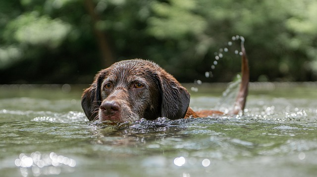 chocolate labrador, swimming, dog