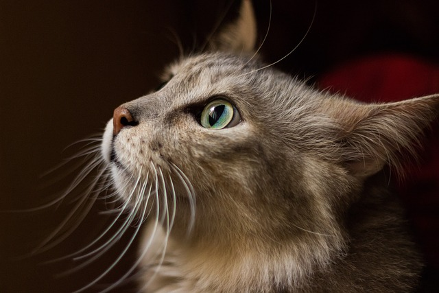 whiskers, pet, cat