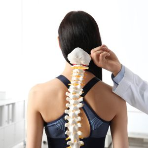 picture of spine and spinal misalignment and how chiropractic adjustment can help boost immune function