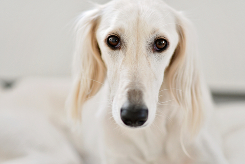 A close up face view of the Saluki Breed