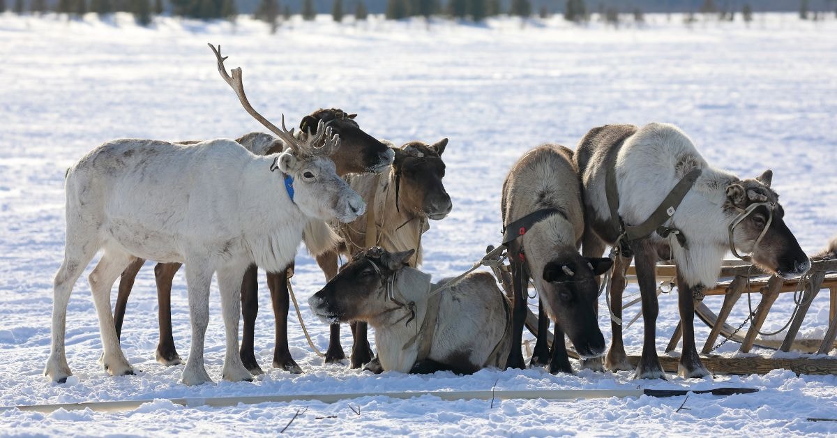 Reindeer herding