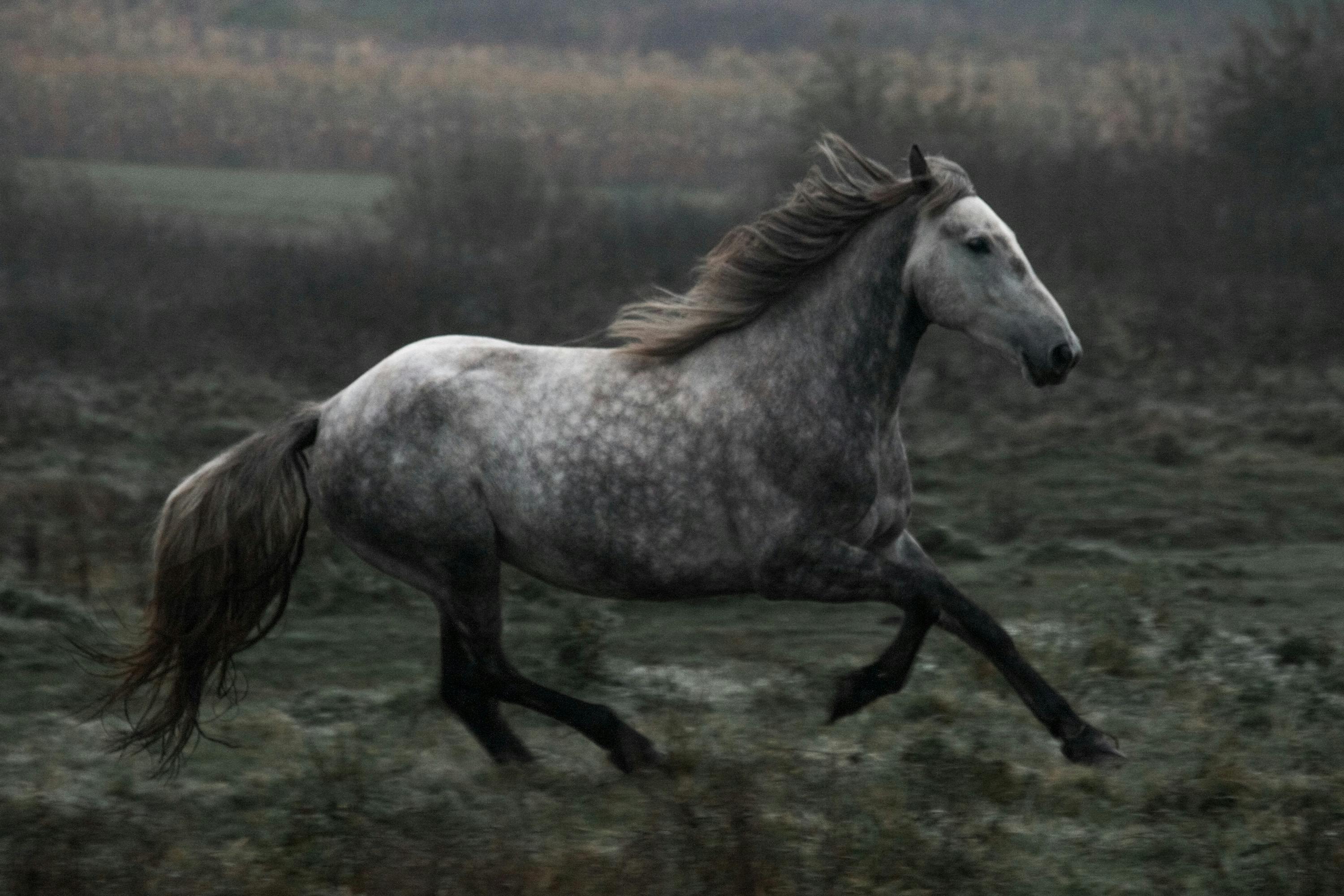 Free spirited grey mare.