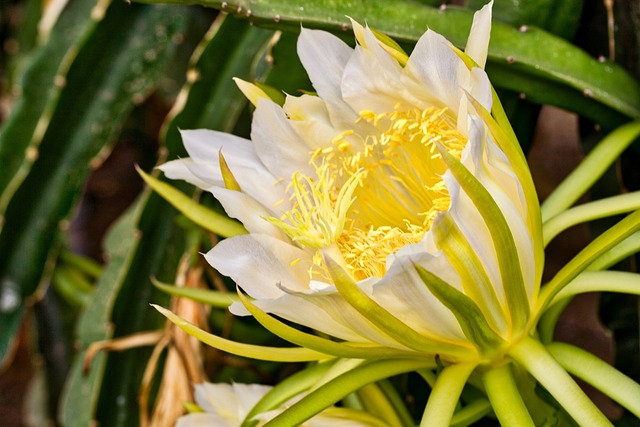 flower, pitaya, pitahaya