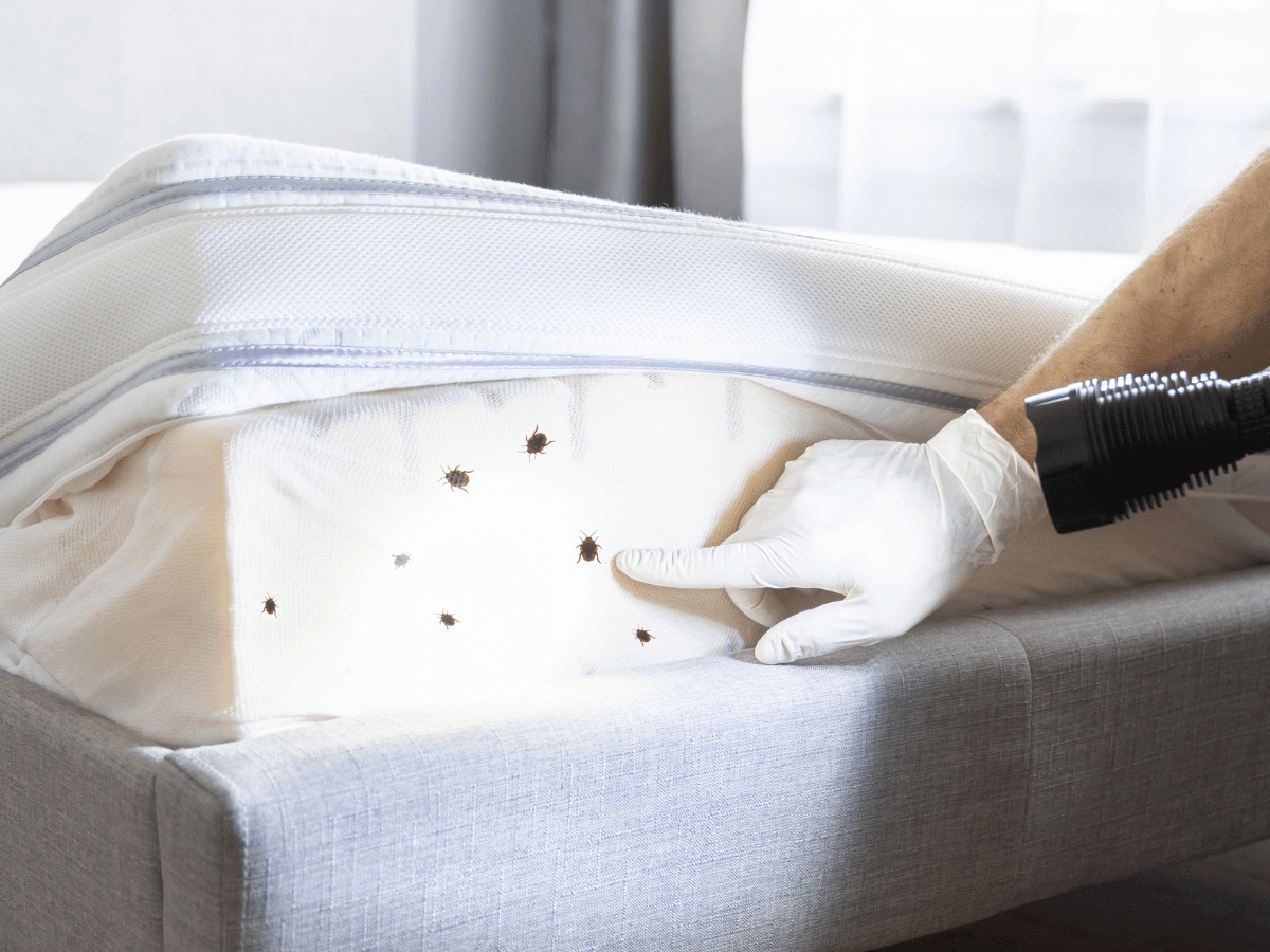 Inspecting mattress for bed bugs where bed bugs hide usually