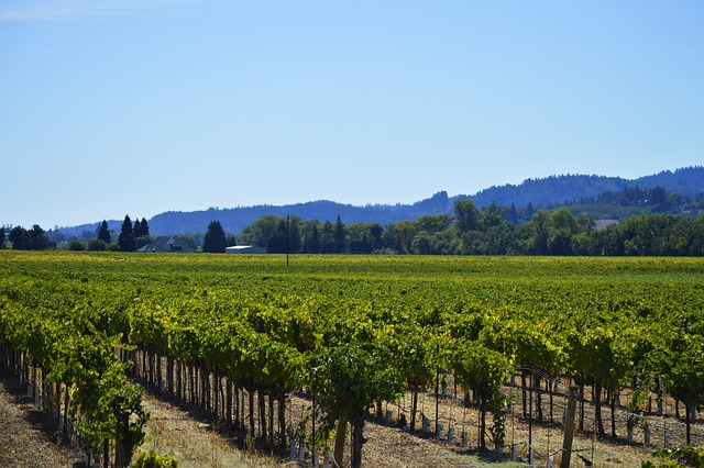 vines, vineyard, grapevine