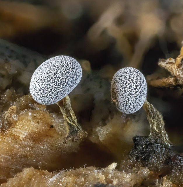 slime mold, micro, macro