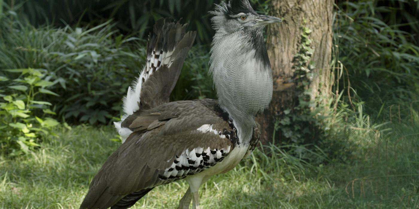 kori bustard heaviest flying bird in the world