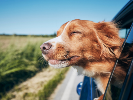 Traveling with Your canine buddy