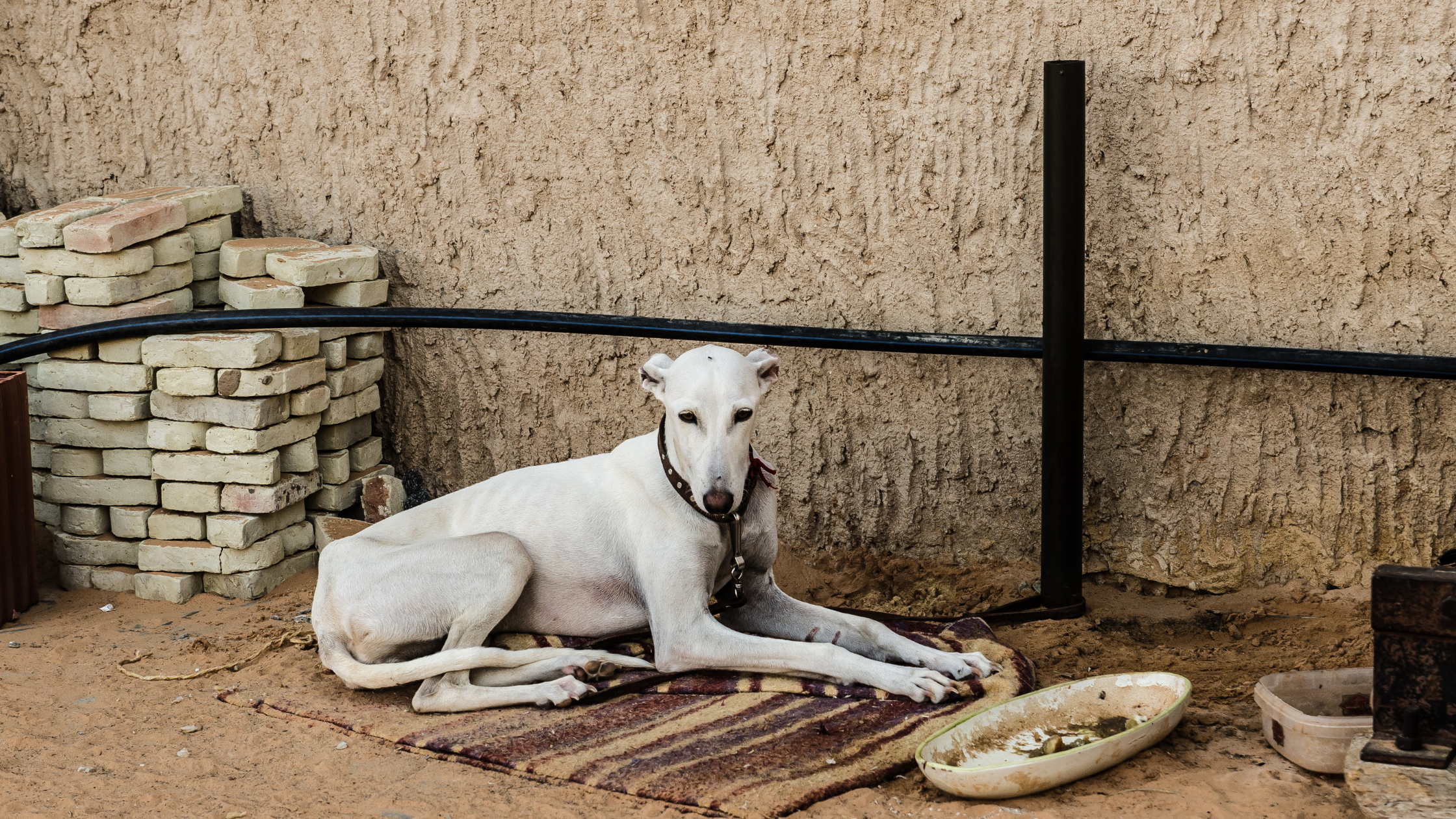 A thin Sloughi laying by a wall