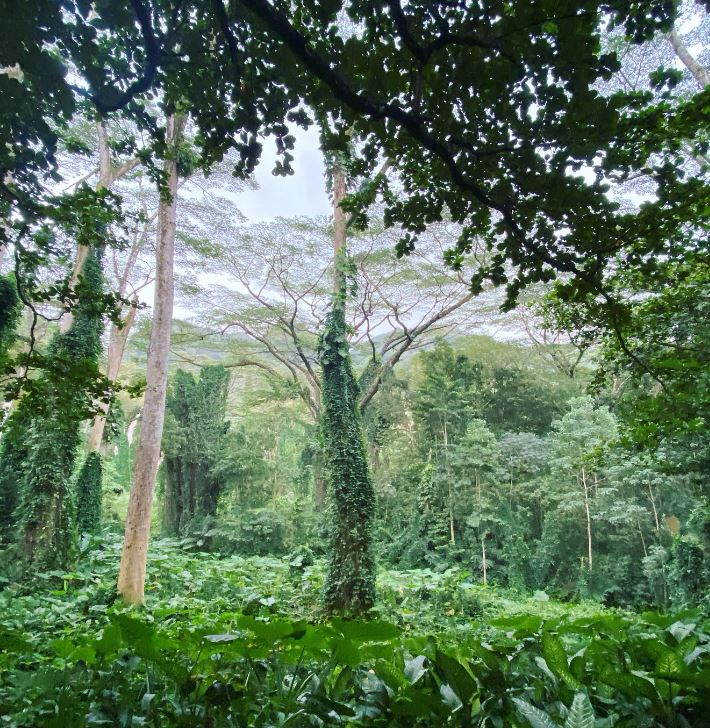 waterfall hikes near waimea falls 