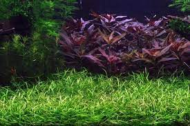 Pygmy Chain Sword Care Guide – Planting, Growing, and Propagation - Shrimp  and Snail Breeder