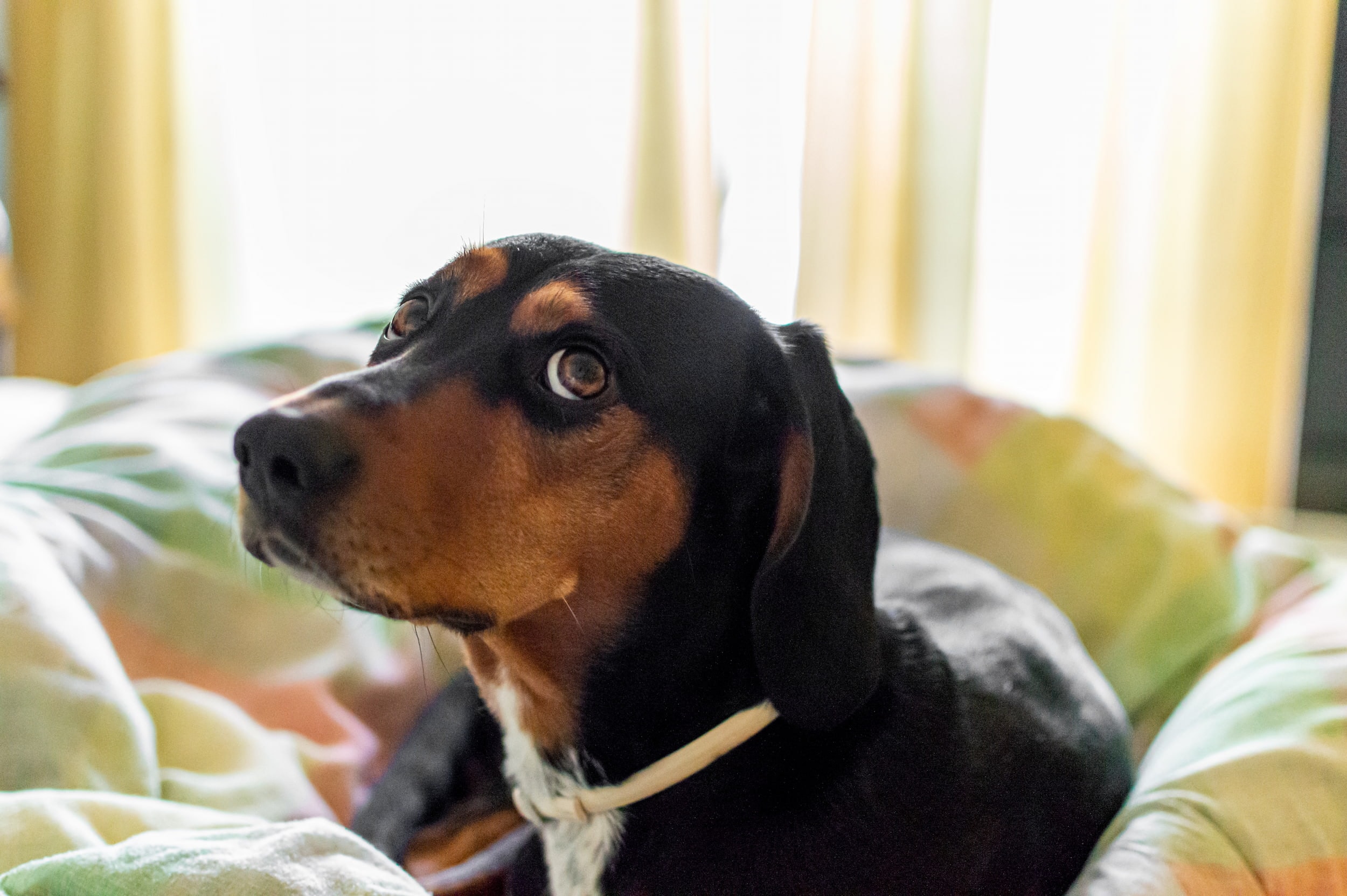 spoelworm hond