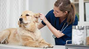 Veterinarian medication treatments can be the best protection services.