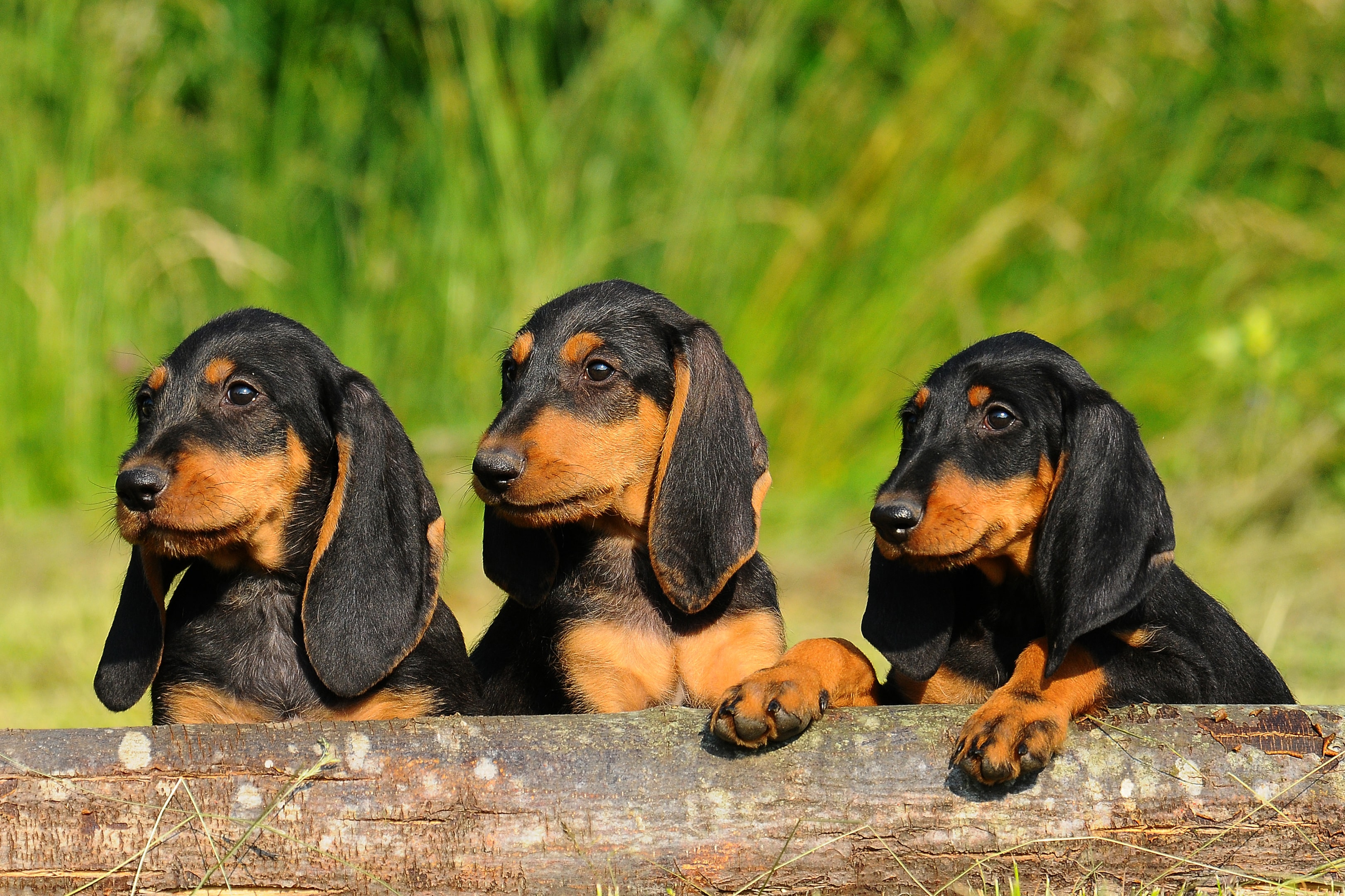 Three Segugio Puppies leaning on a fence