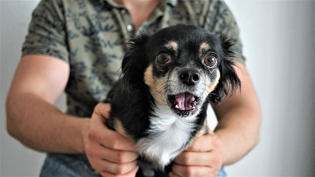 chihuahua, scared, astonished, pet, breeds