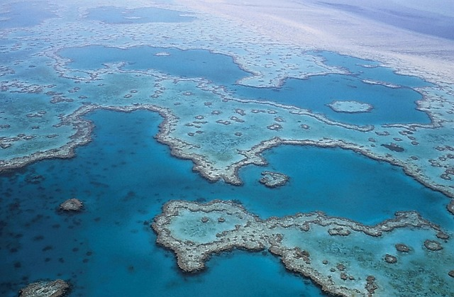 great barrier reef, corals, australia