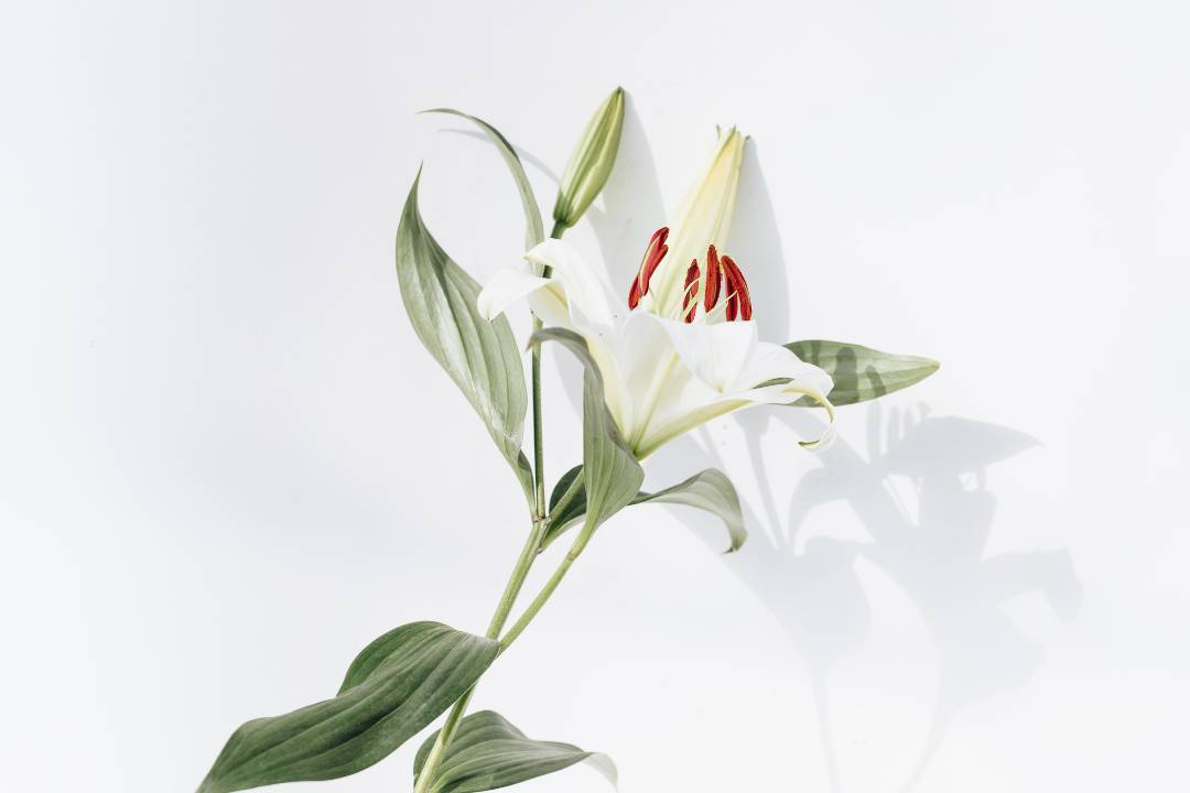 Oriental hybrids, madonna lily, la hybrid lilies, genus lilium, madonna lilies - Flower Guy