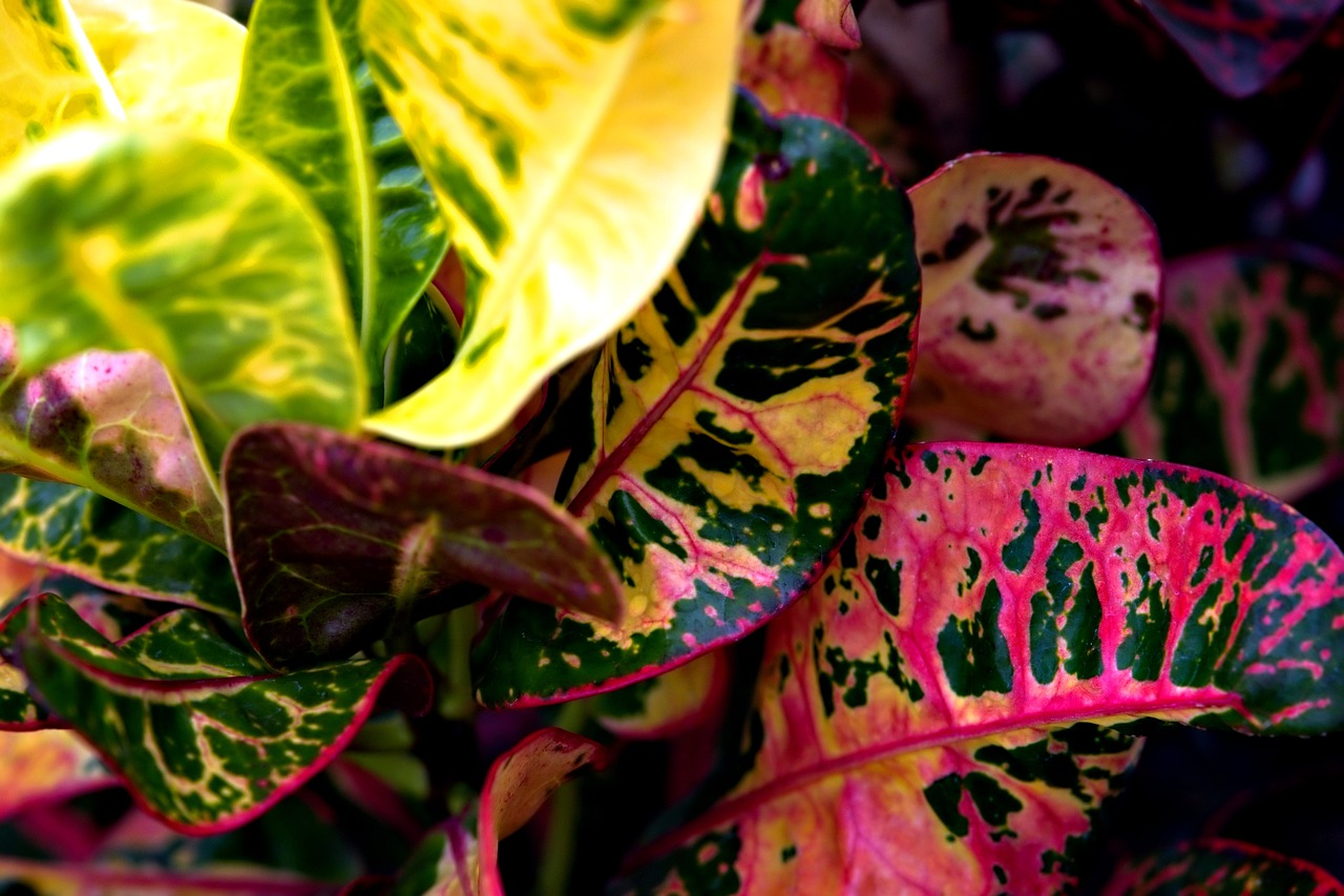 high light plants, full sun indoor plants