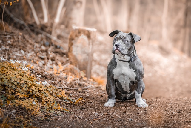 staffordshire bull terrier, dog, pet