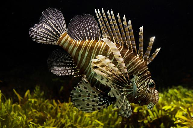 PetSmart Fish Return Policy 2022 Information 2022 